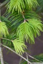 Pindrow fir Abies pindrow leaves, used for Ayurvedic remedy